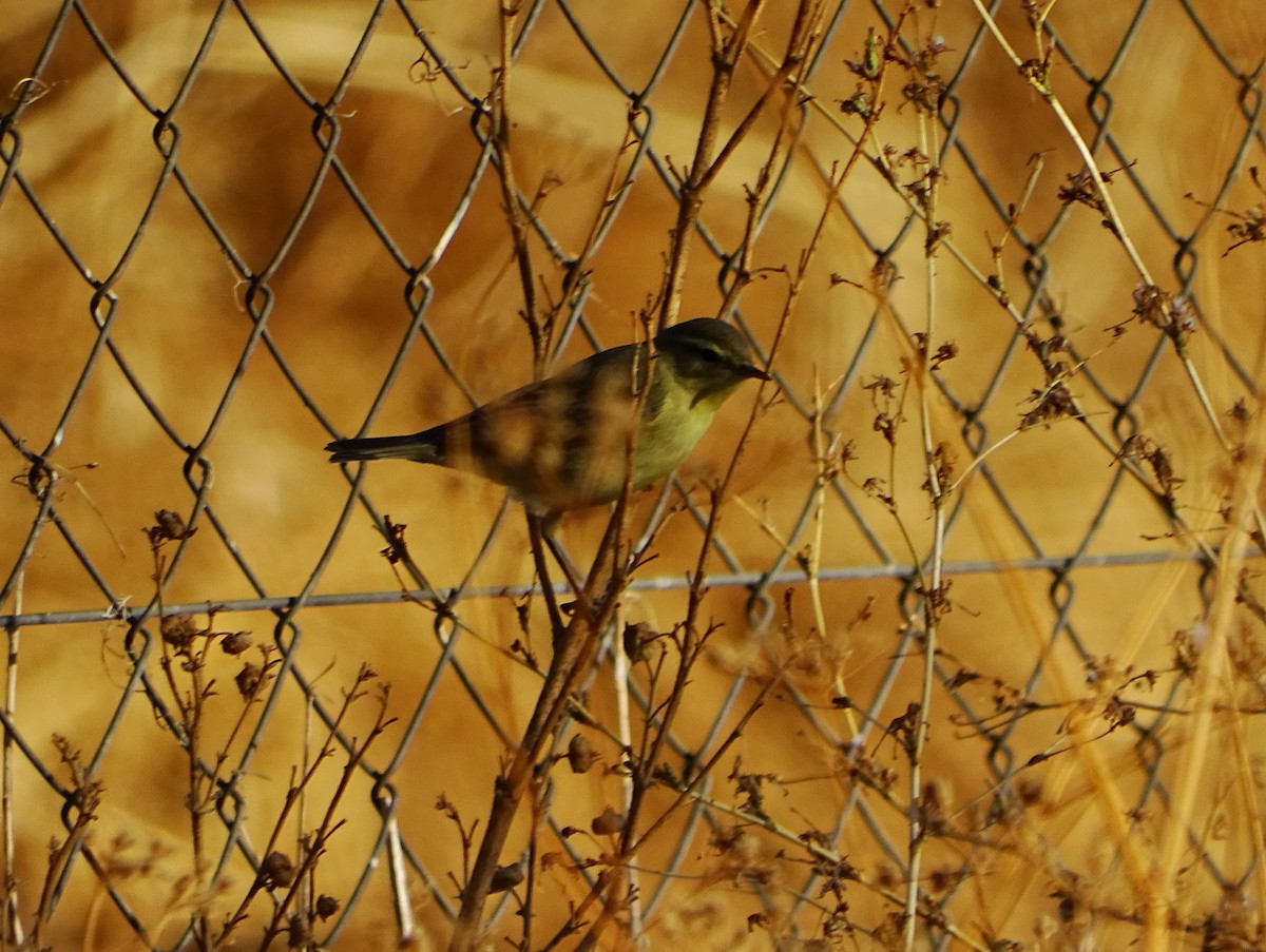 Willow Warbler - ML642426897