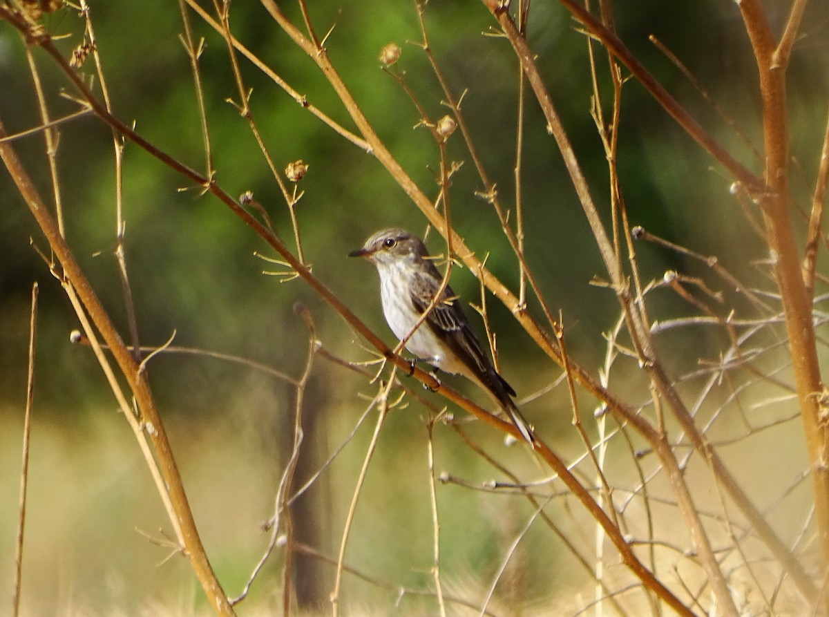 Spotted Flycatcher - ML642426906