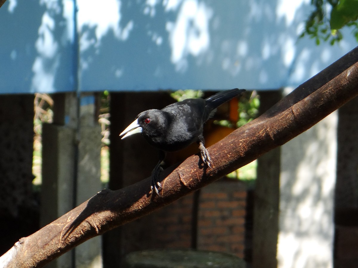 Solitary Black Cacique - ML642426908