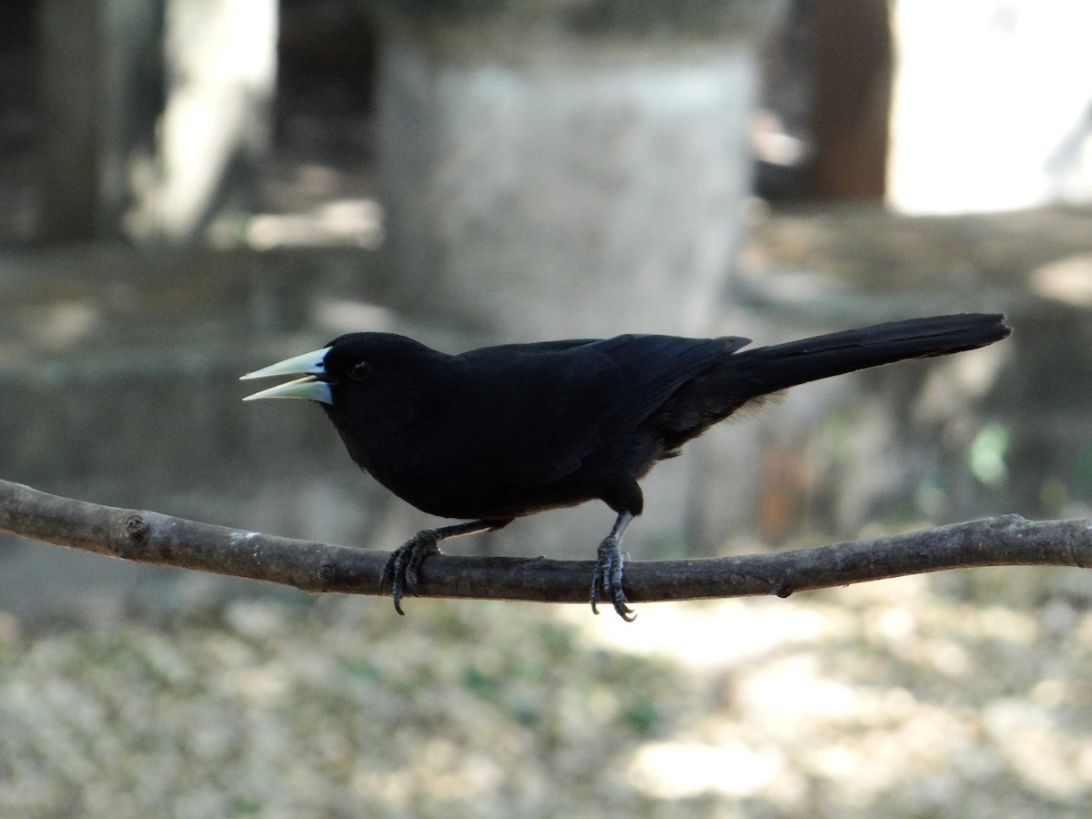 Solitary Black Cacique - ML642426909