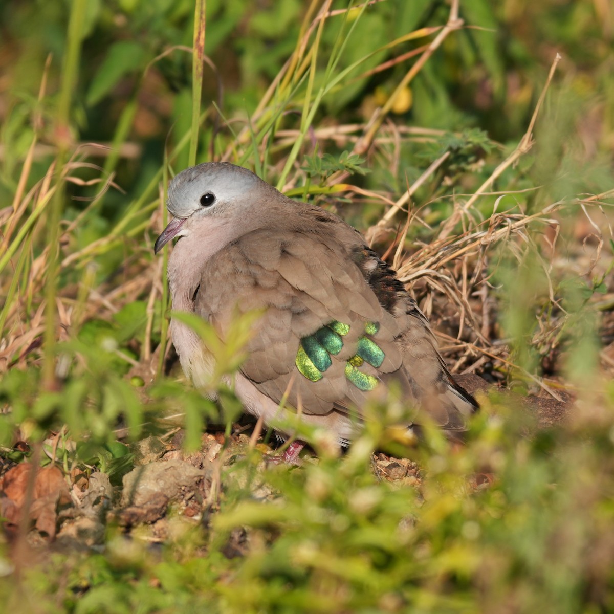 Emerald-spotted Wood-Dove - ML642426927