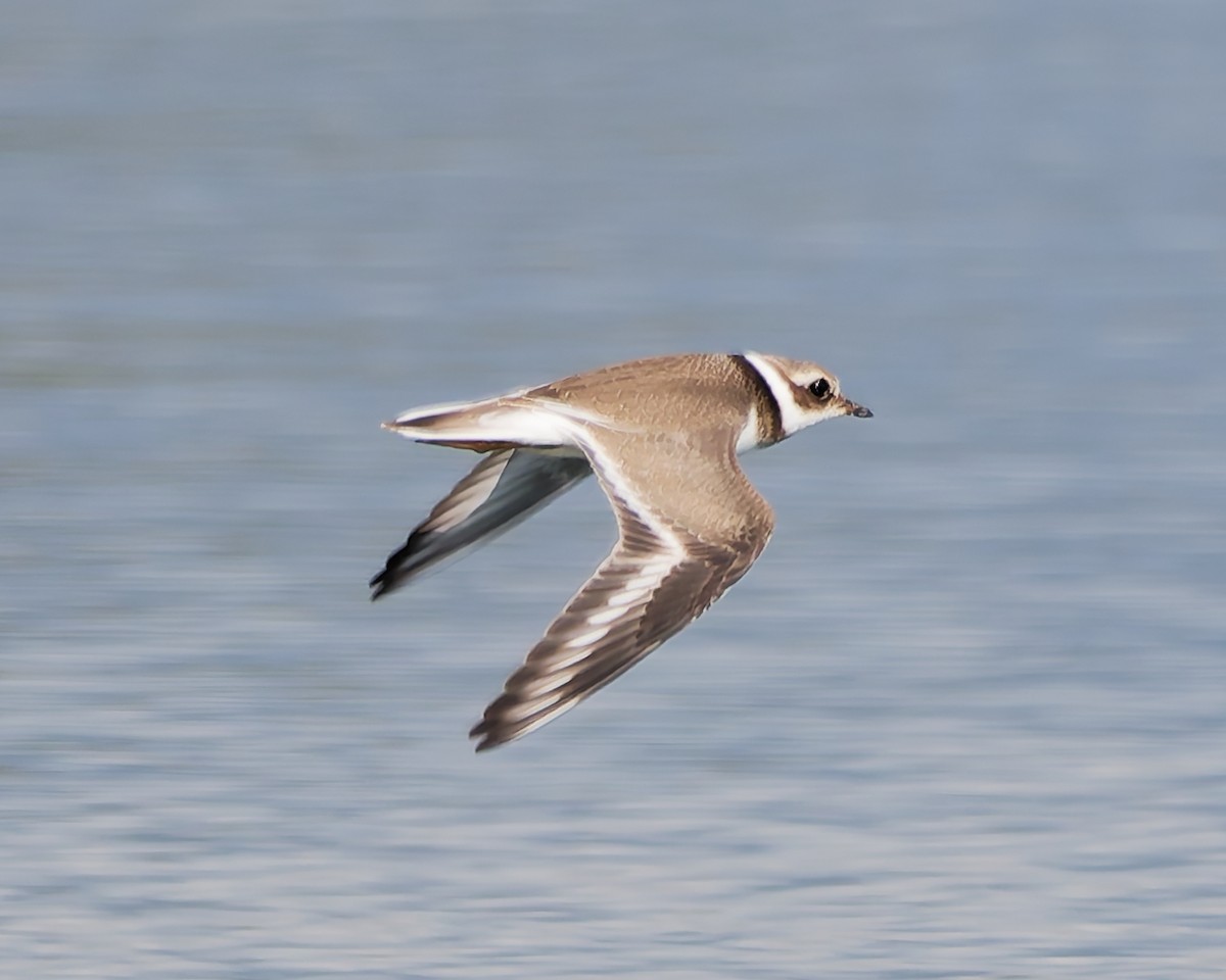 Common Ringed Plover - ML642426930