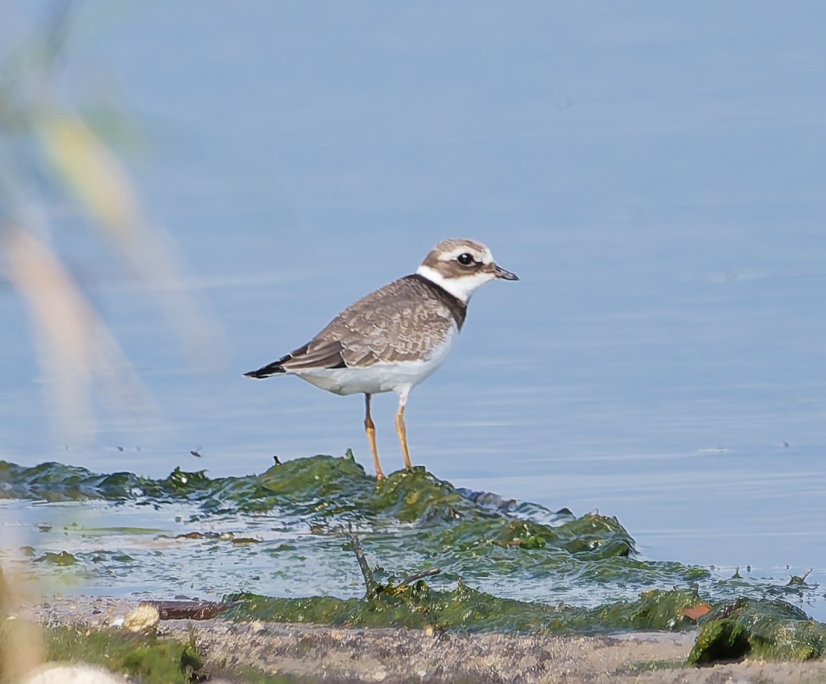 Common Ringed Plover - ML642426931
