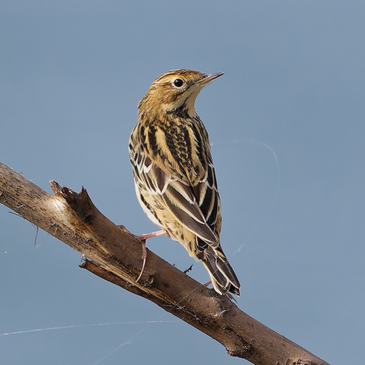 Txirta lepagorria - ML642426947