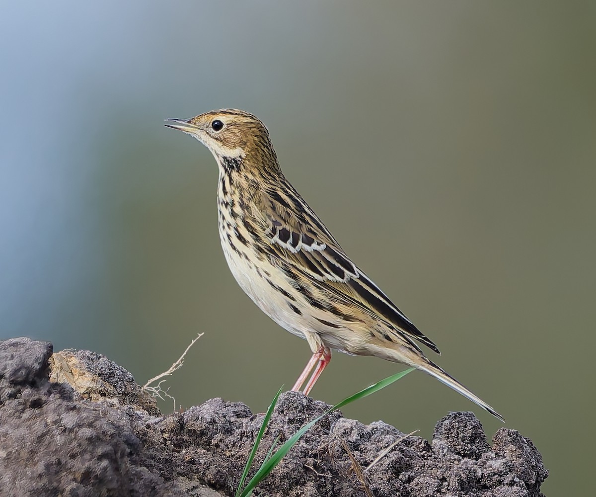 Txirta lepagorria - ML642426949