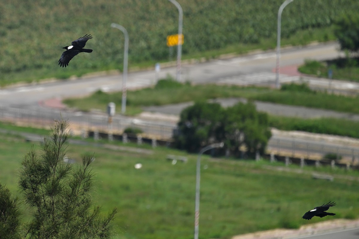 Collared Crow - ML642427074