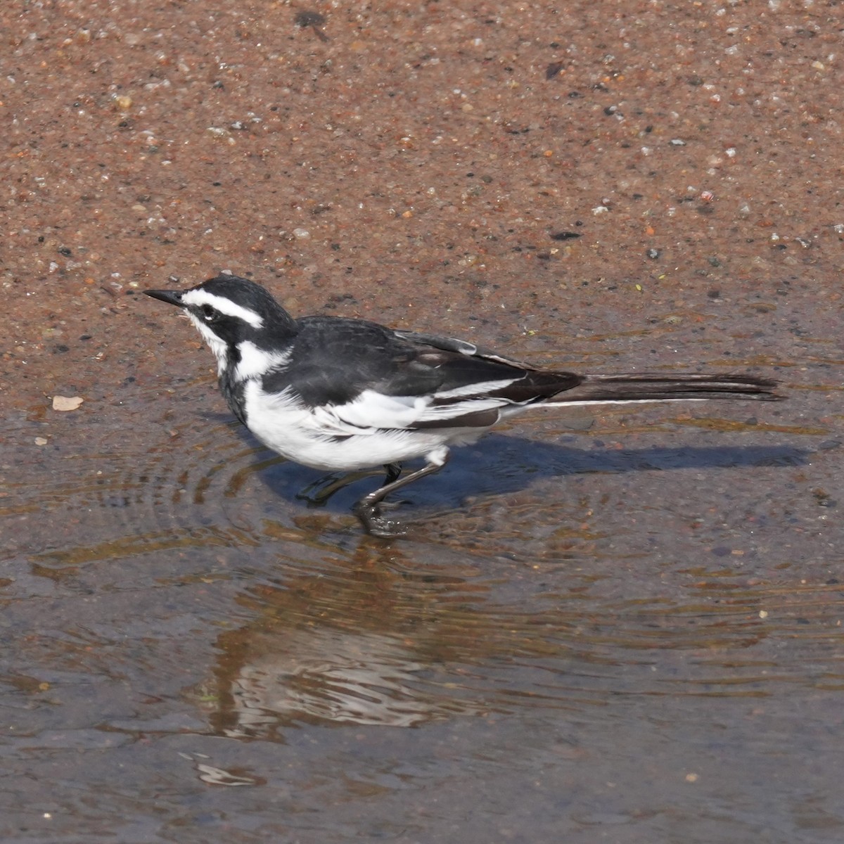 African Pied Wagtail - ML642427083