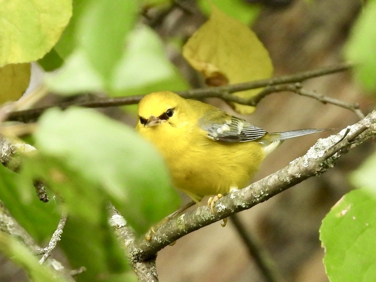 Blue-winged Warbler - ML642427086