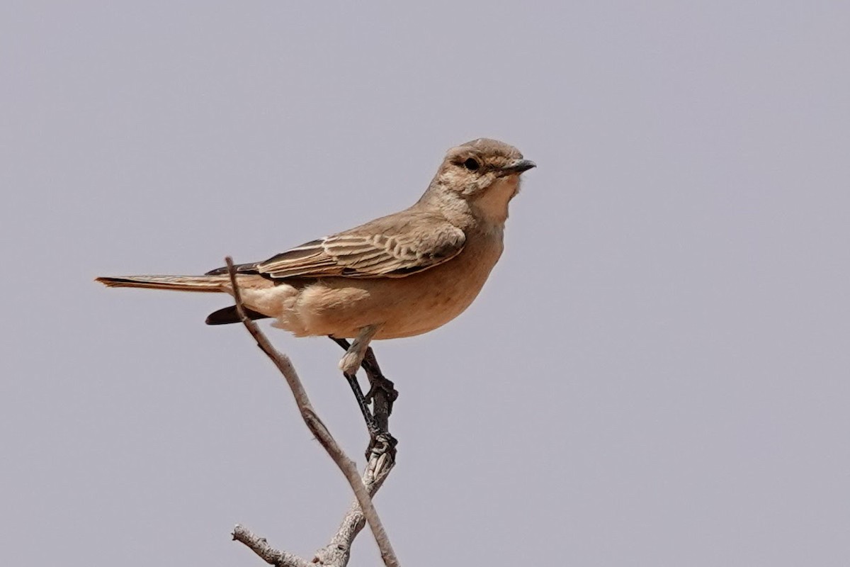 Chat Flycatcher - ML642427130