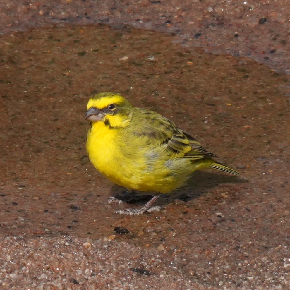 Yellow-fronted Canary - ML642427149