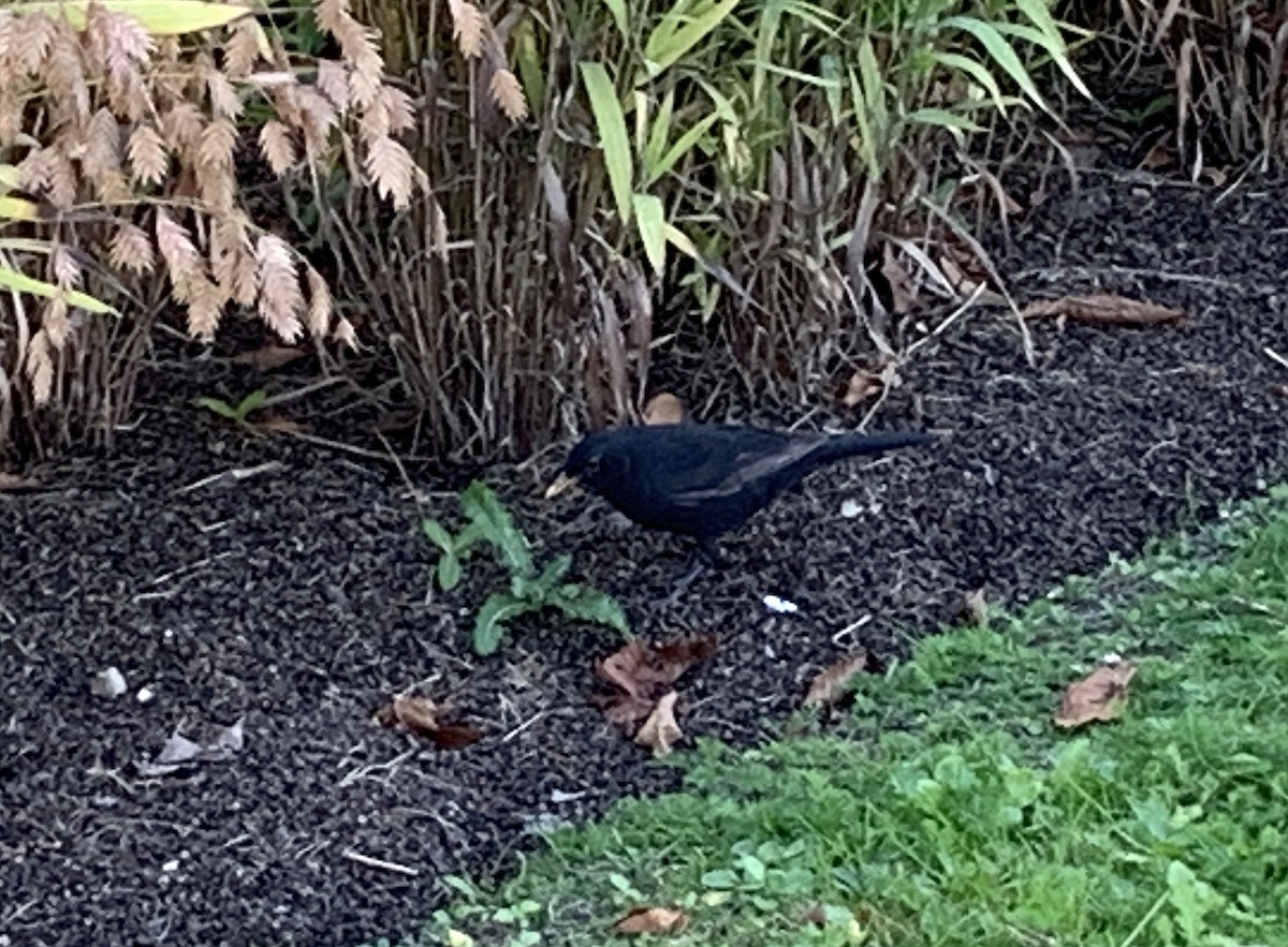 Eurasian Blackbird - ML642427152