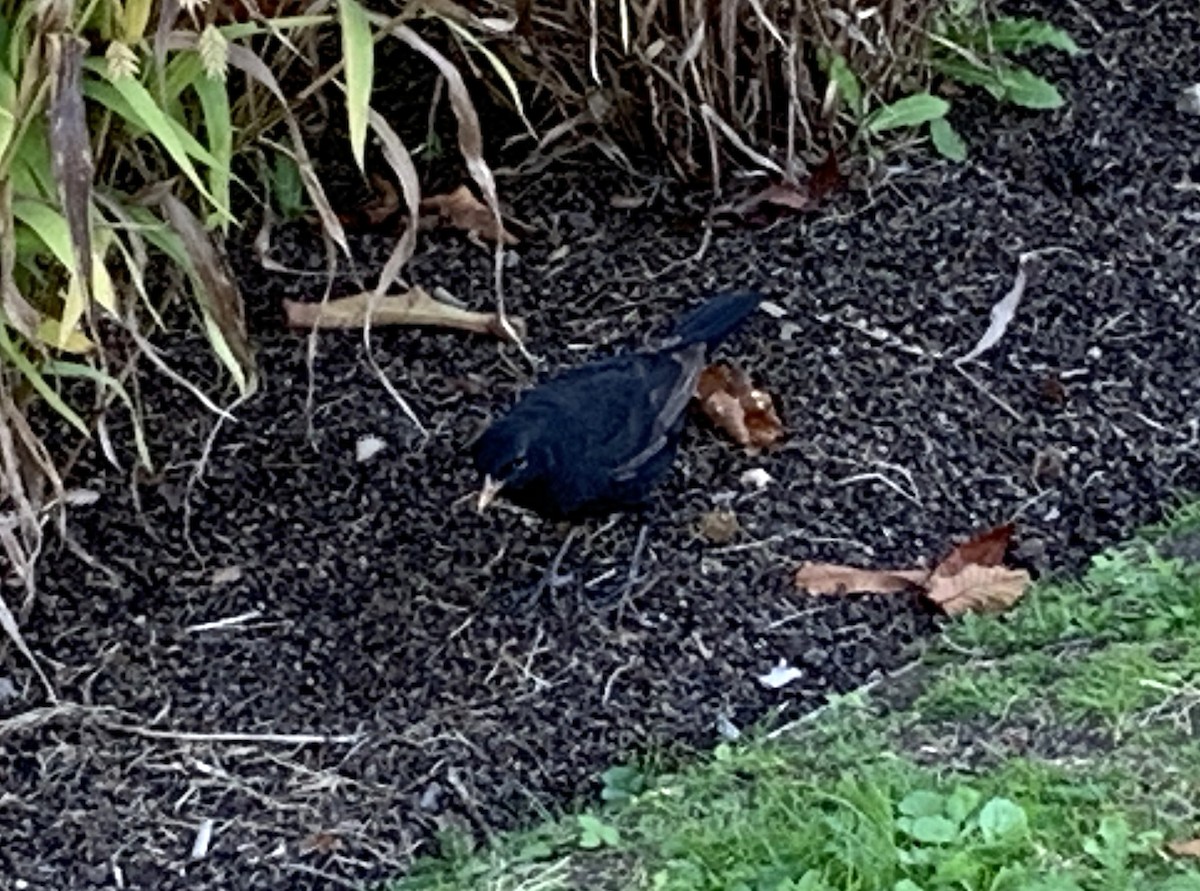 Eurasian Blackbird - ML642427155