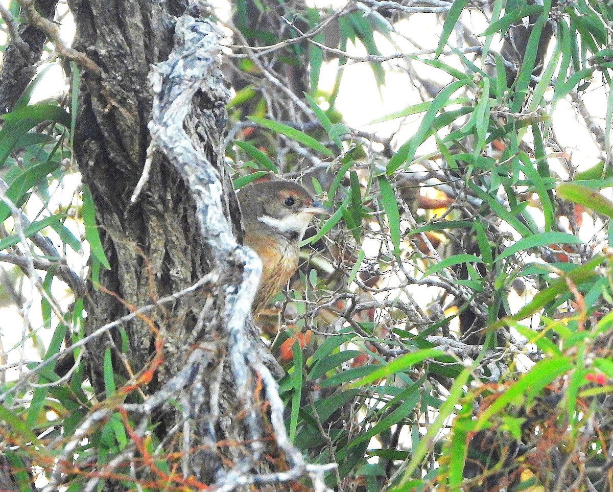 Noisy Scrub-bird - ML642427184