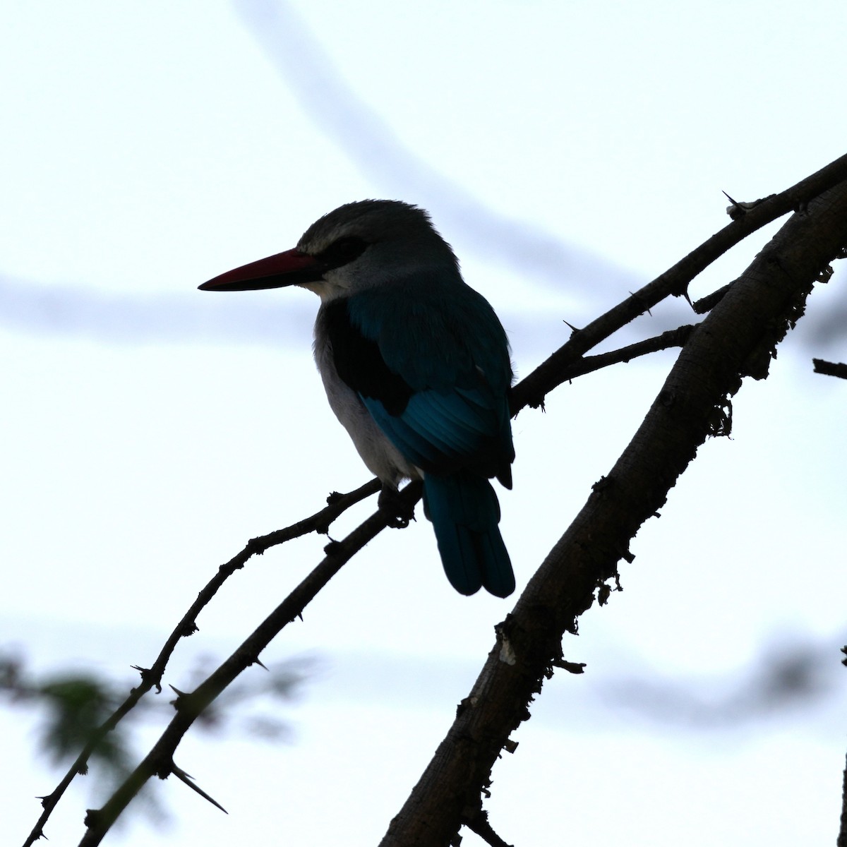 Woodland Kingfisher - ML642427186