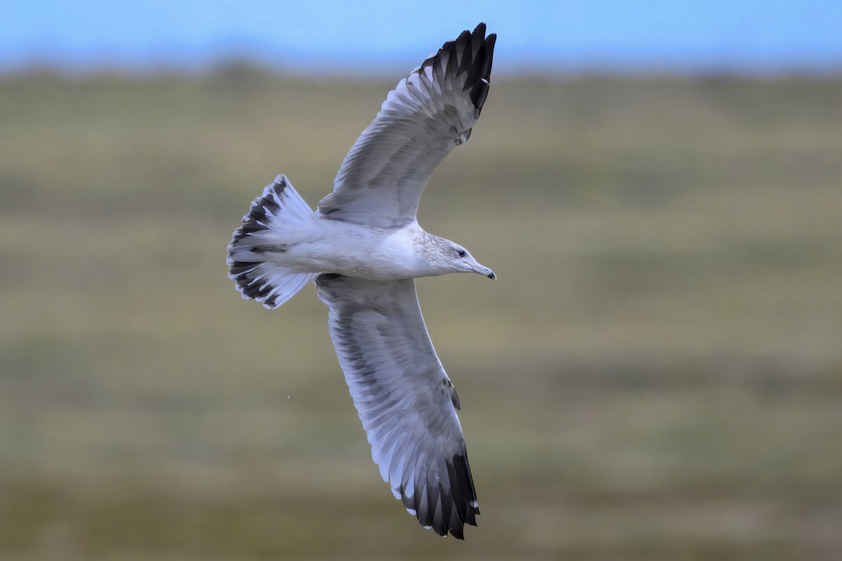 California Gull - ML642427206