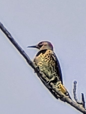 Northern Flicker - ML642427227