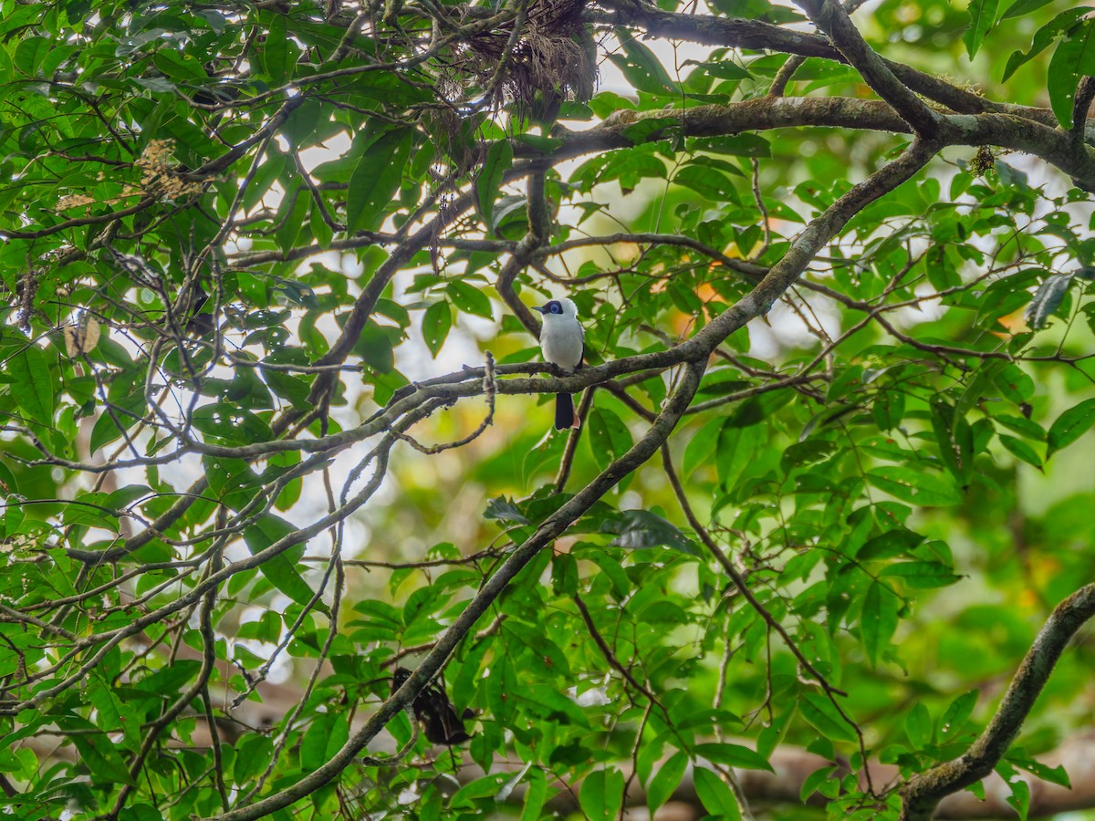 Frilled Monarch - ML642427231
