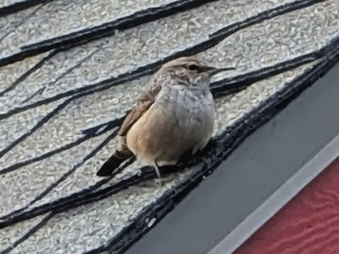 Rock Wren - ML642427234