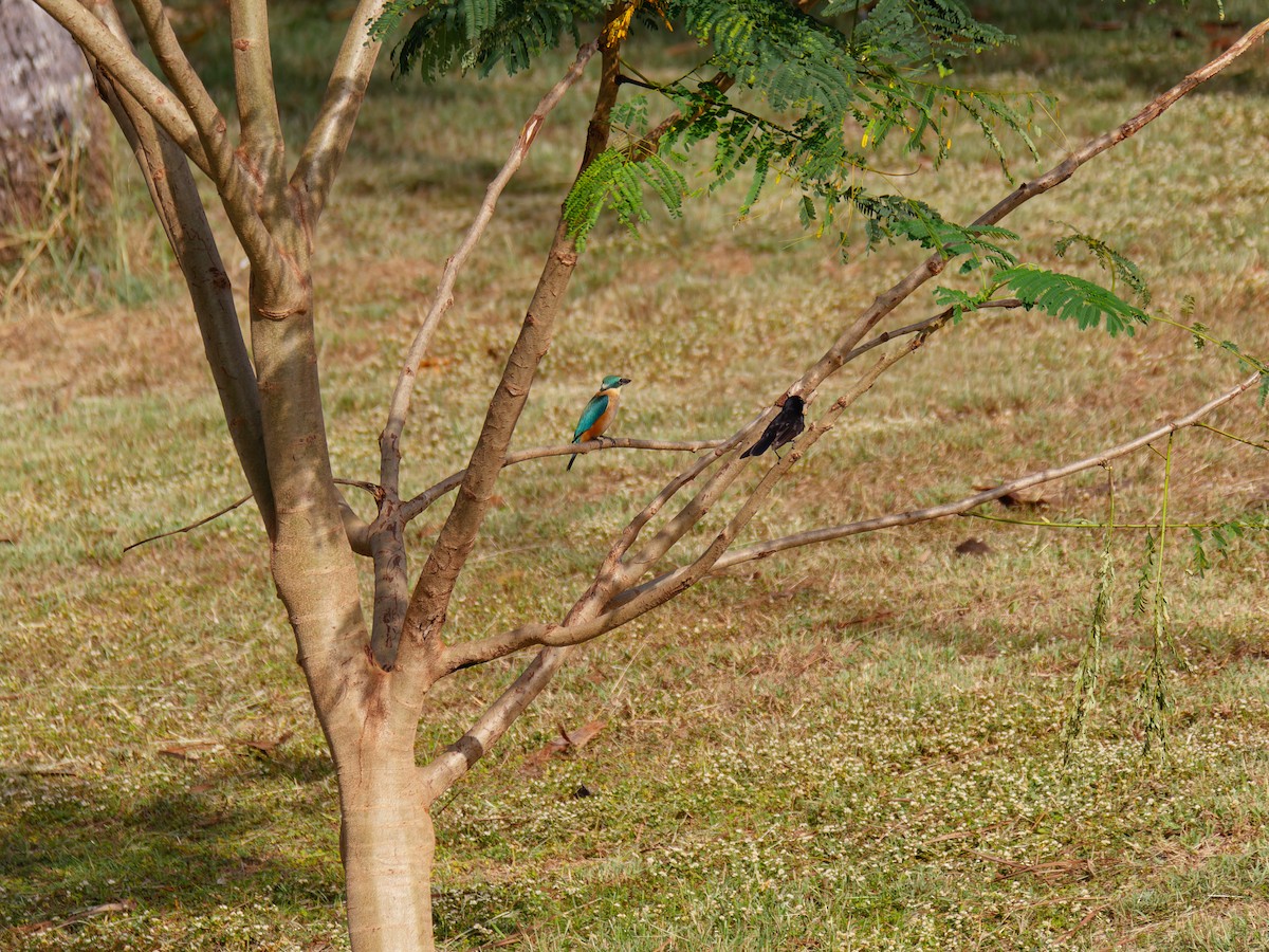 Sacred Kingfisher - ML642427267