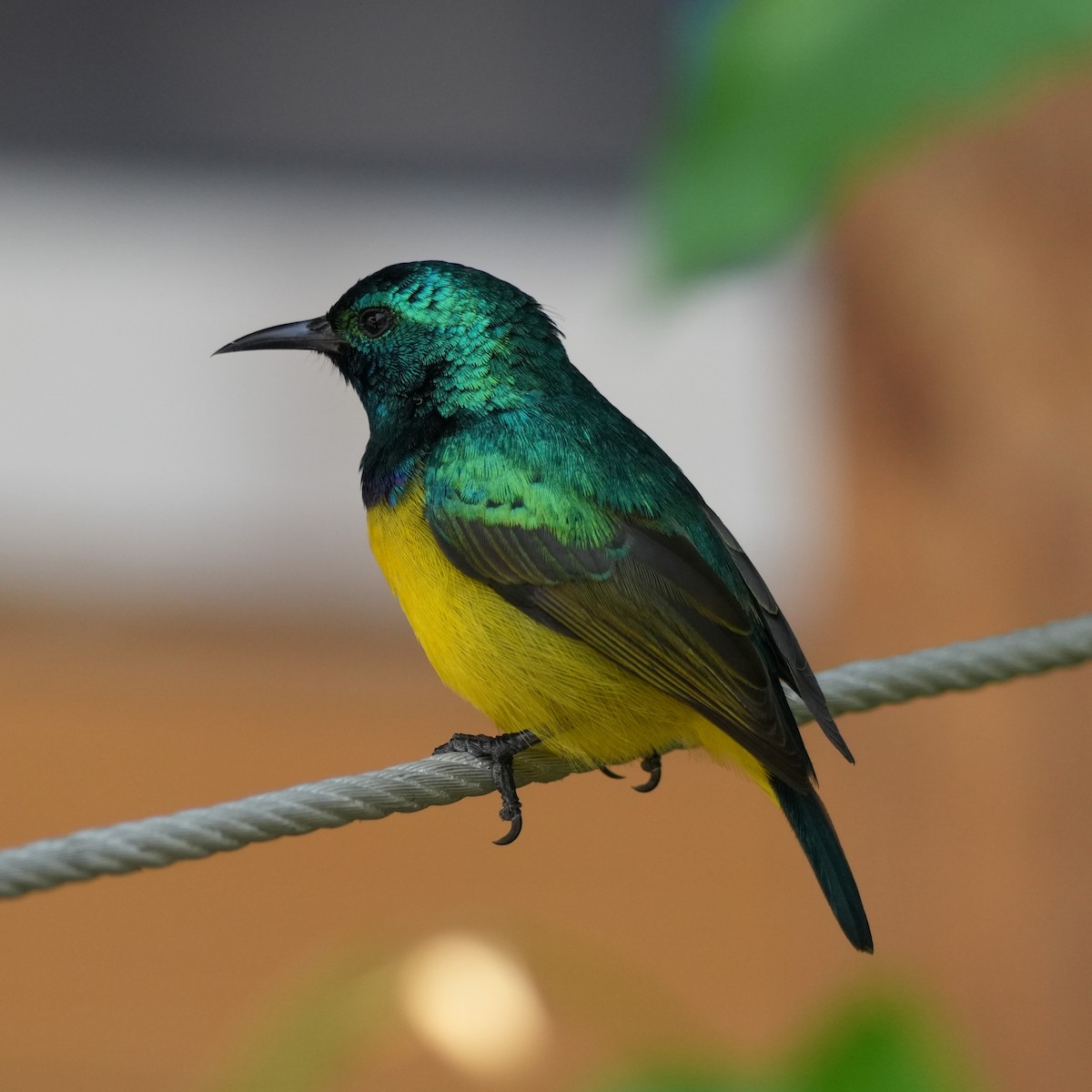 Collared Sunbird - ML642427271