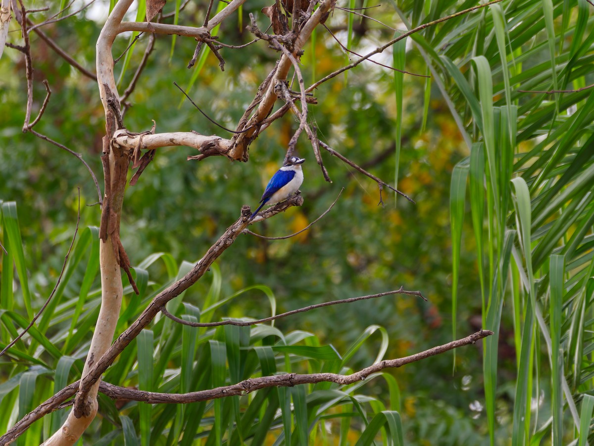 Forest Kingfisher - ML642427281