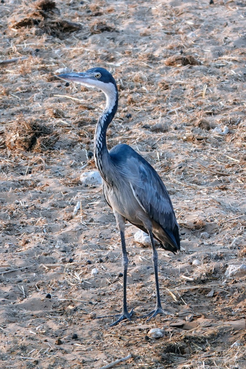 Black-headed Heron - ML642427316