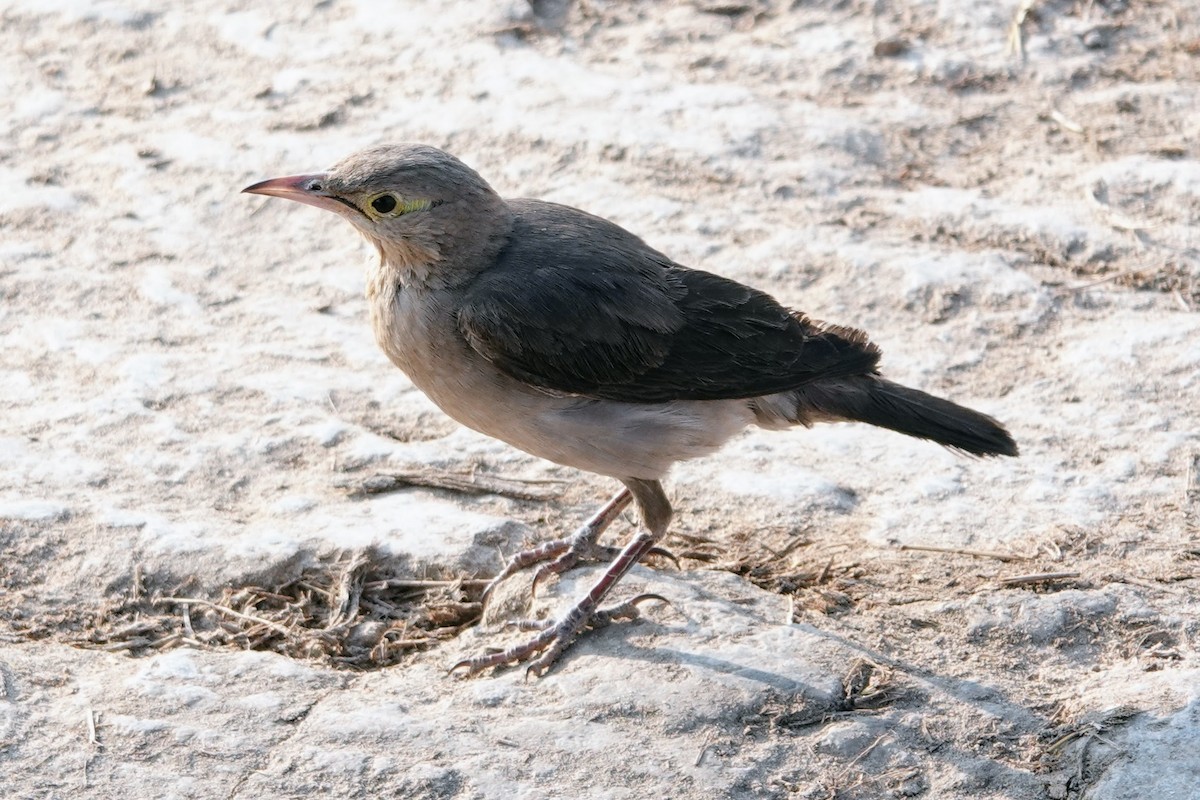 Wattled Starling - ML642427322