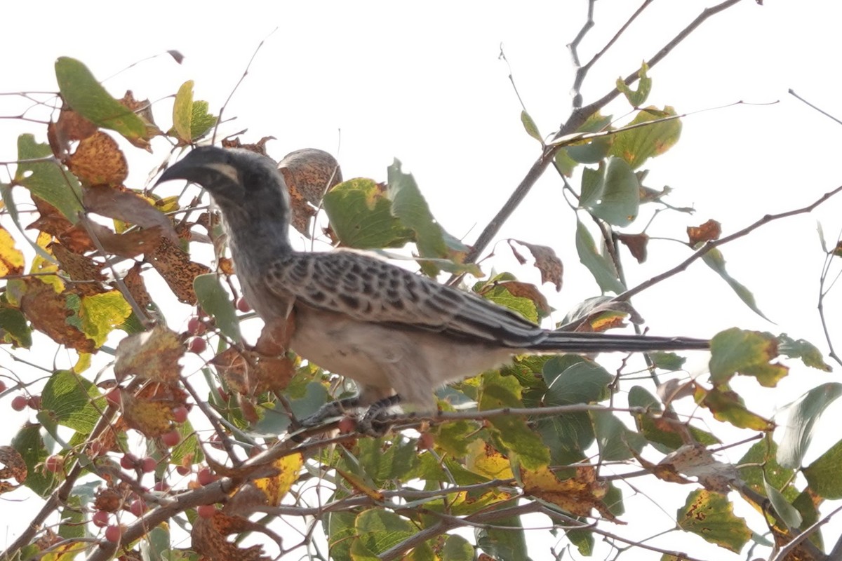 African Gray Hornbill - ML642427327
