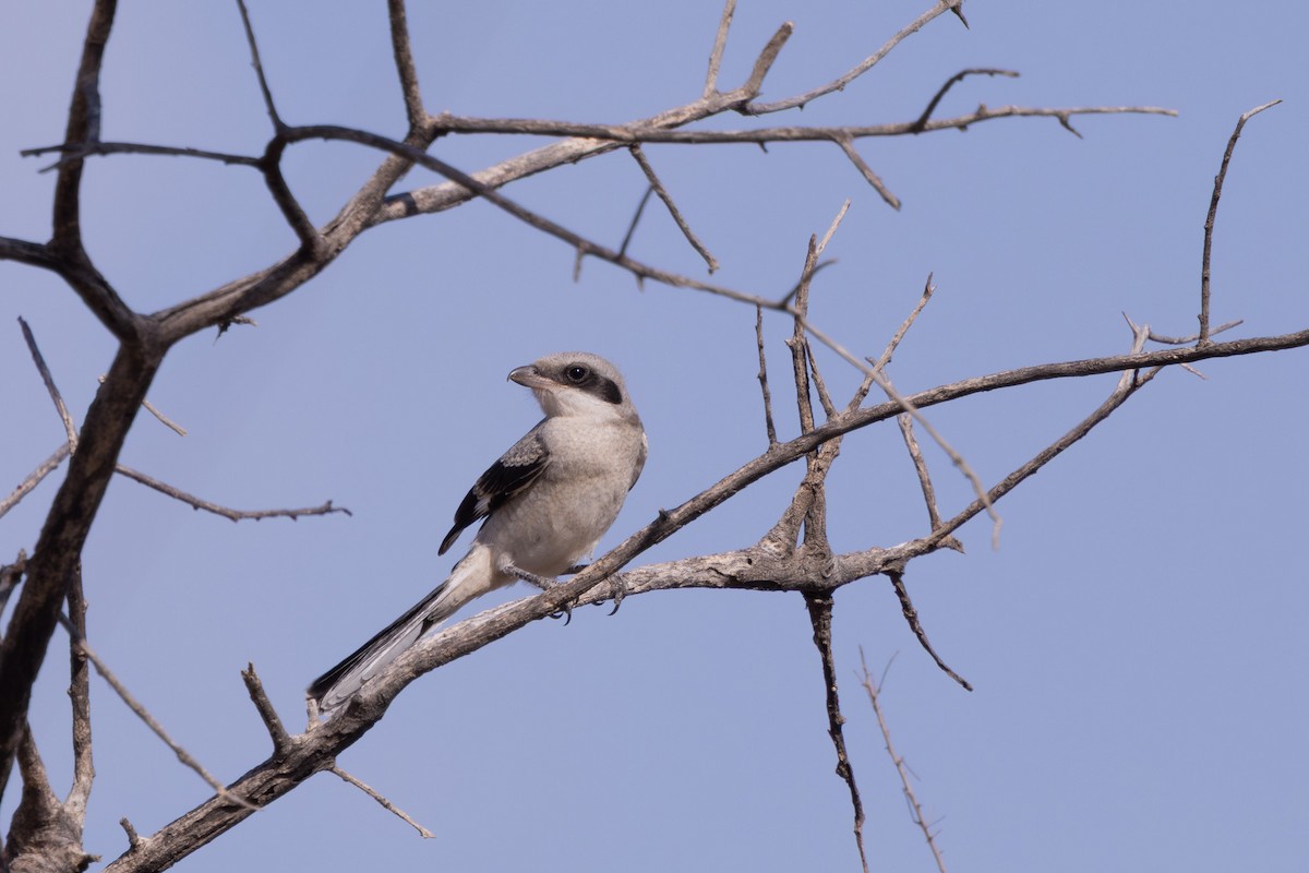 Loggerhead Shrike - ML642427329