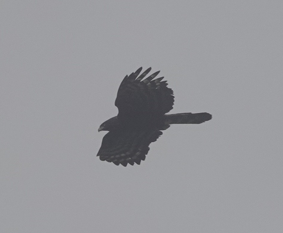 Aigle tyran - ML642427363