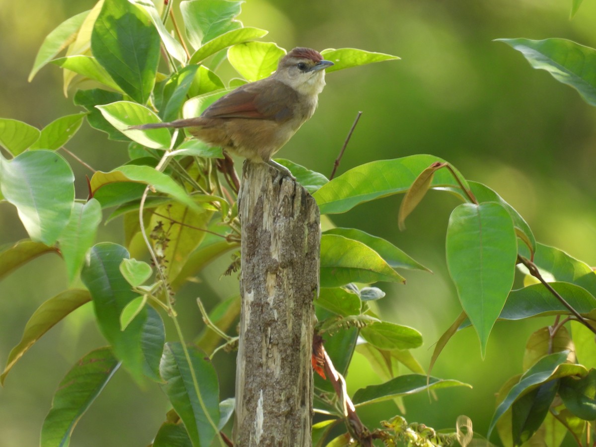 Rufous-fronted Thornbird - ML642427376