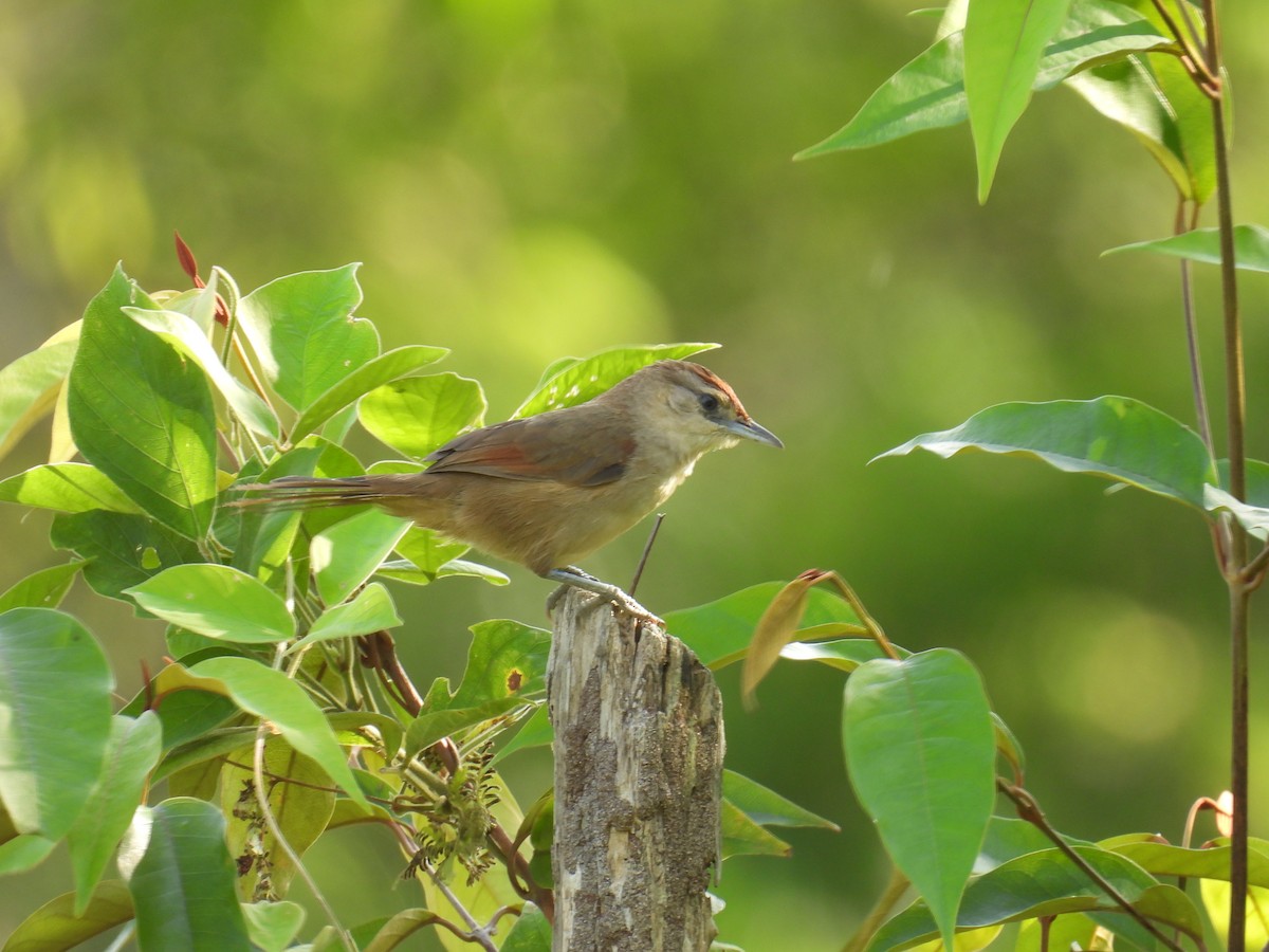 Rufous-fronted Thornbird - ML642427377