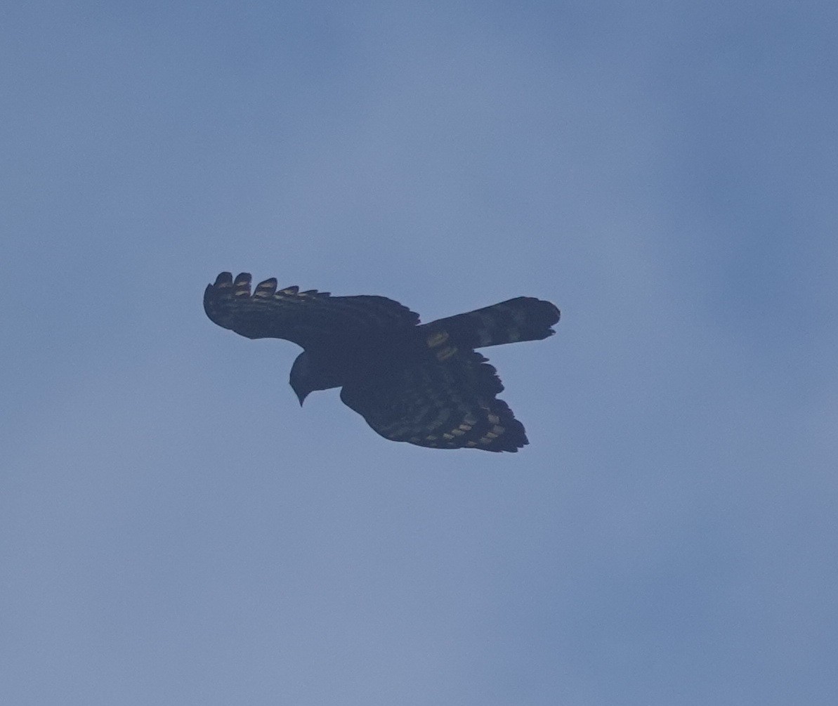 Aigle tyran - ML642427379