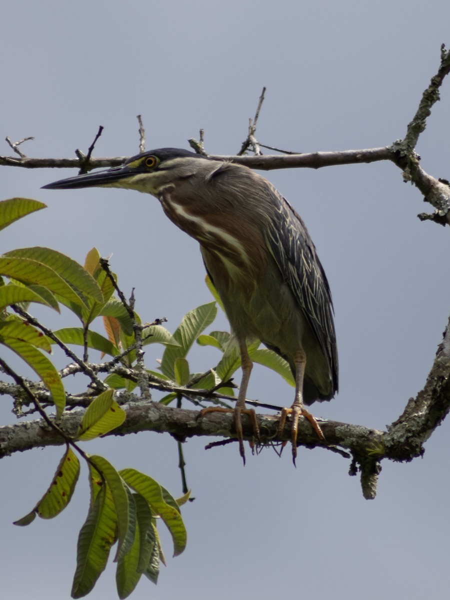 Striated Heron (South American) - ML642427398
