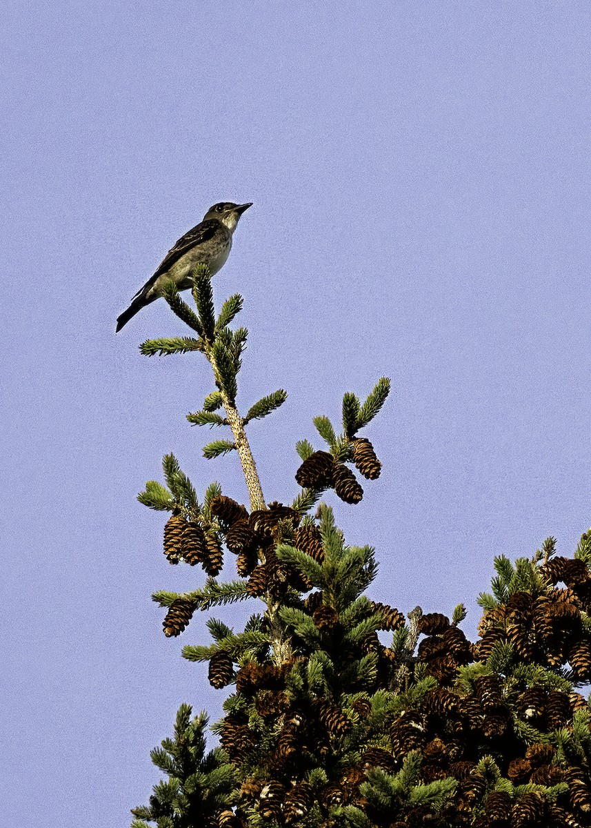 Olive-sided Flycatcher - ML642427401