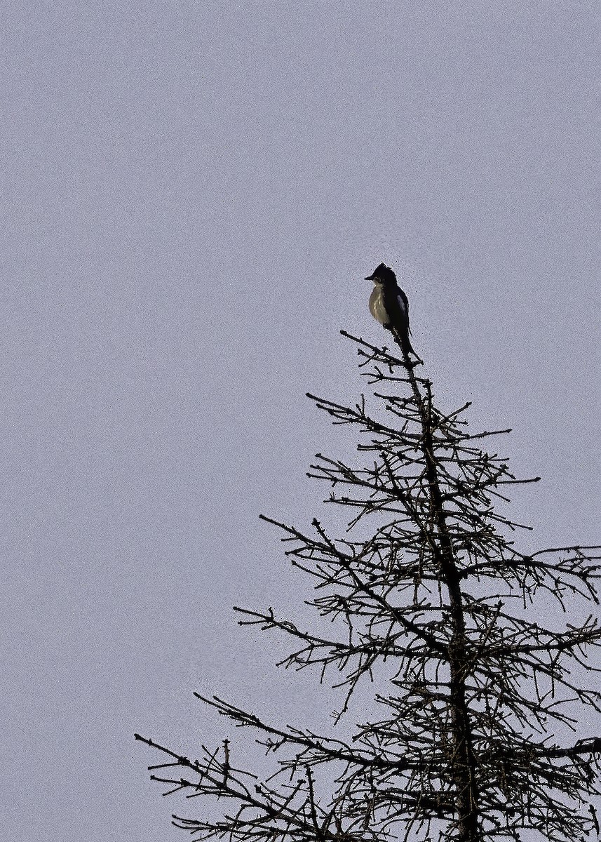 Olive-sided Flycatcher - ML642427402