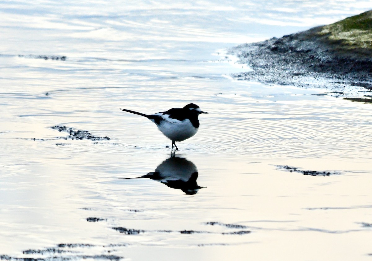 Japanese Wagtail - ML642427420