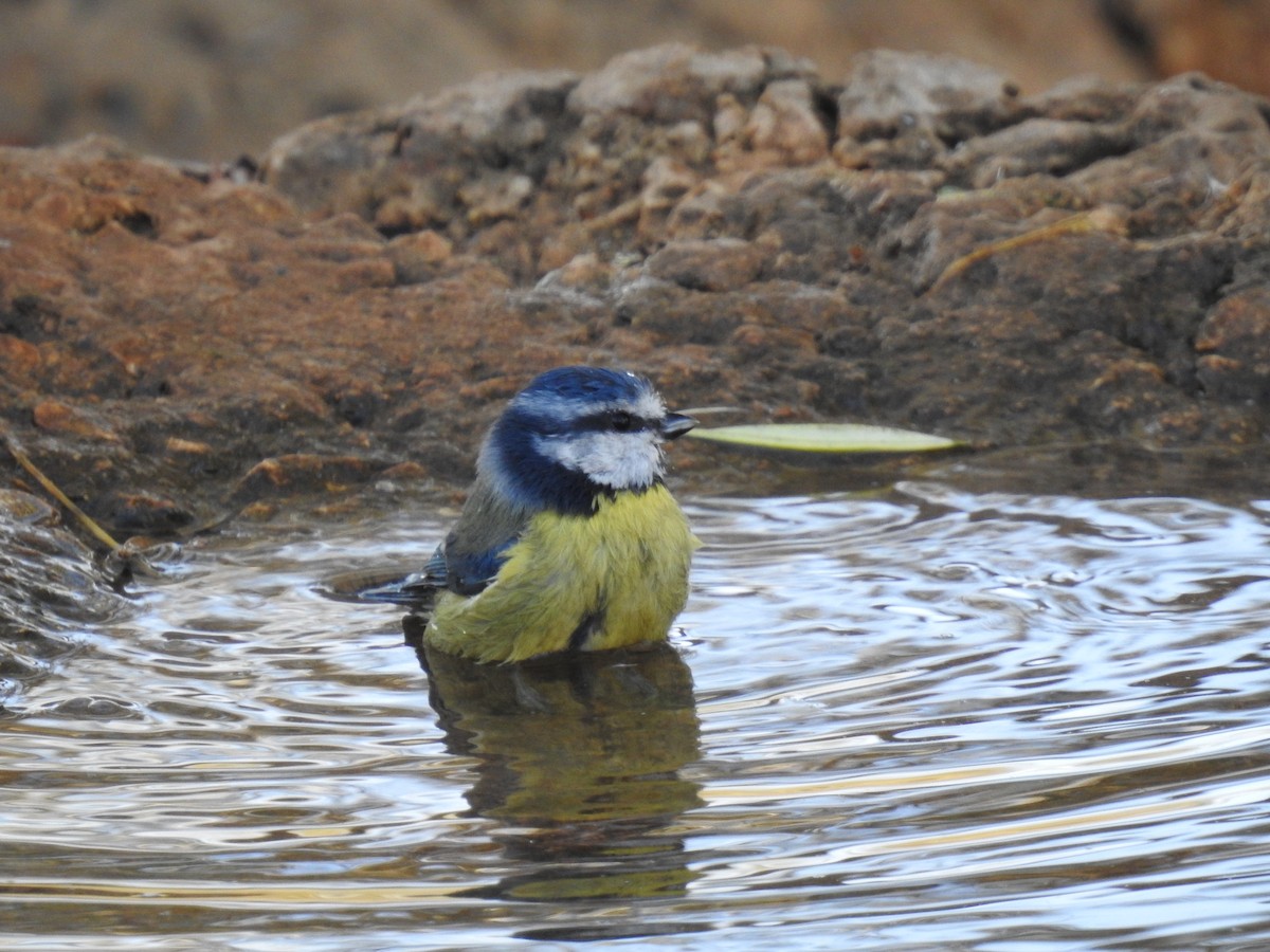 Өрнийн хөх бух - ML642427440