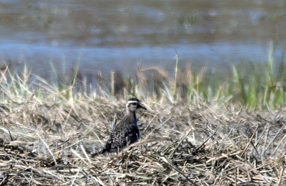American Golden-Plover - ML642427448