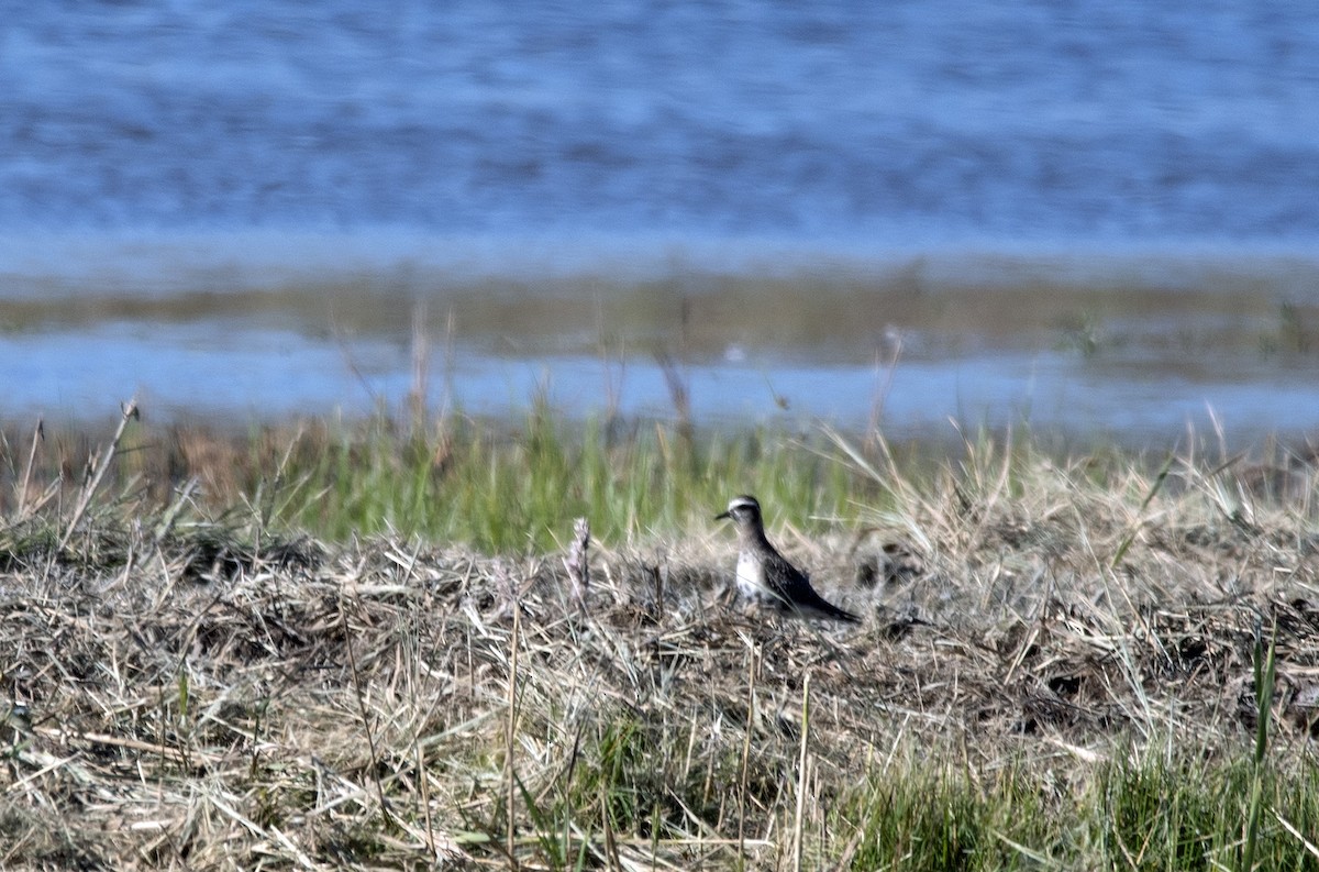 American Golden-Plover - ML642427449