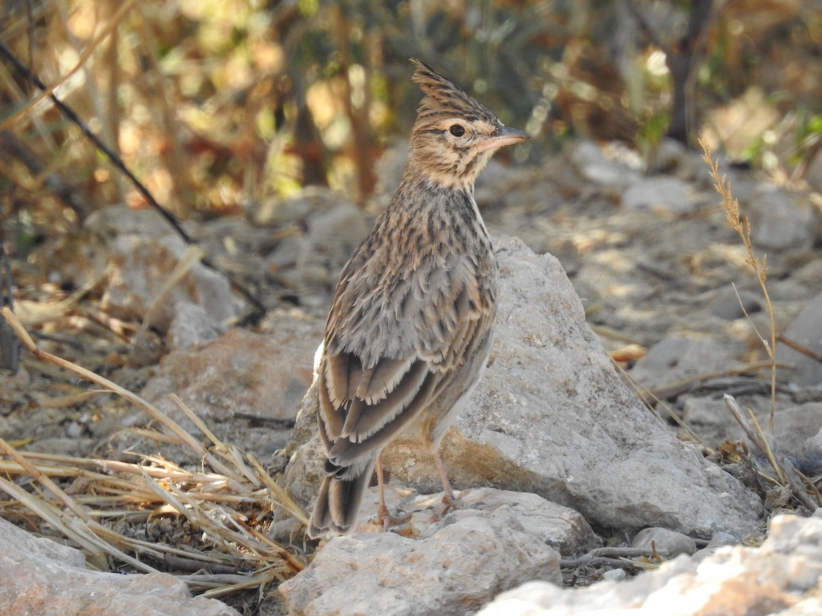 Thekla's Lark - ML642427450