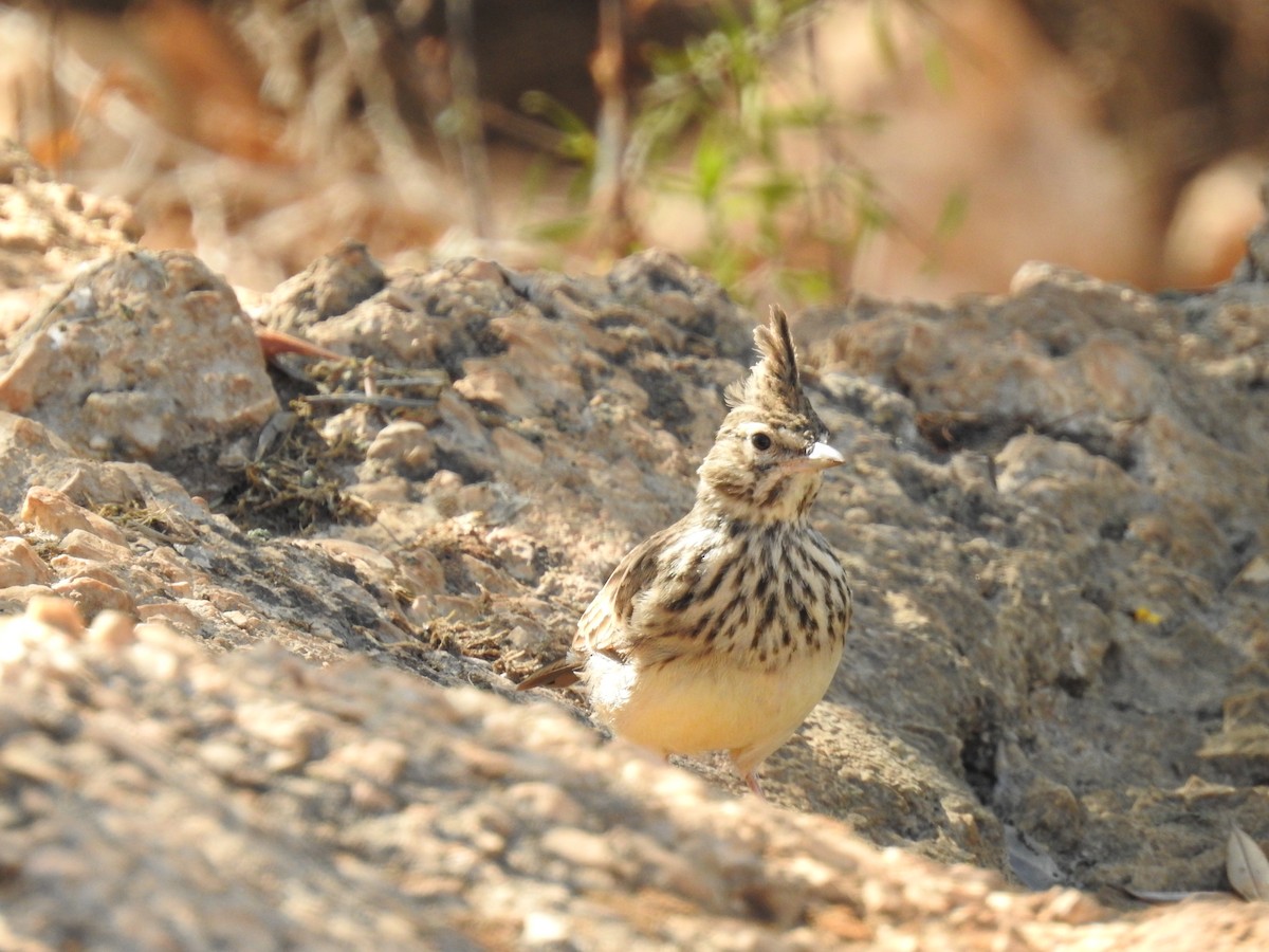 Thekla's Lark - ML642427455