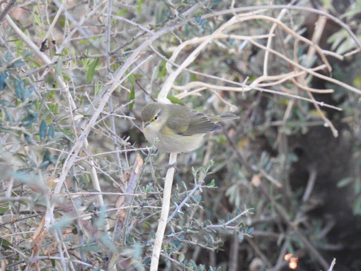 Common/Iberian Chiffchaff - ML642427462