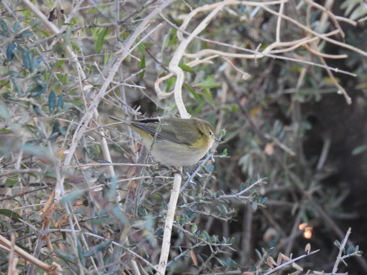 Common/Iberian Chiffchaff - ML642427470