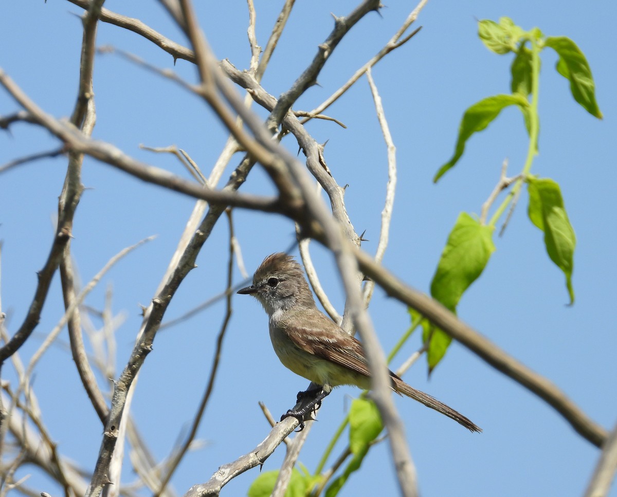 Northern Scrub-Flycatcher - ML642427472