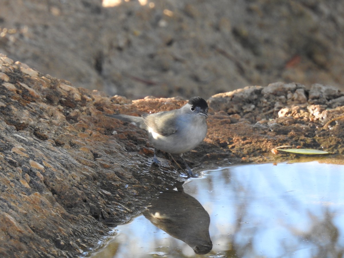 Халимагт зэржгэнэ - ML642427474