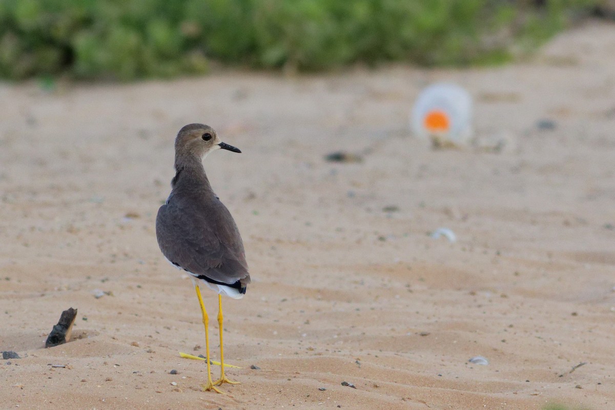 White-tailed Lapwing - ML642427476
