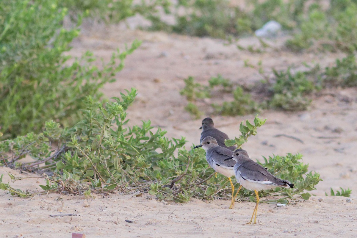 White-tailed Lapwing - ML642427477
