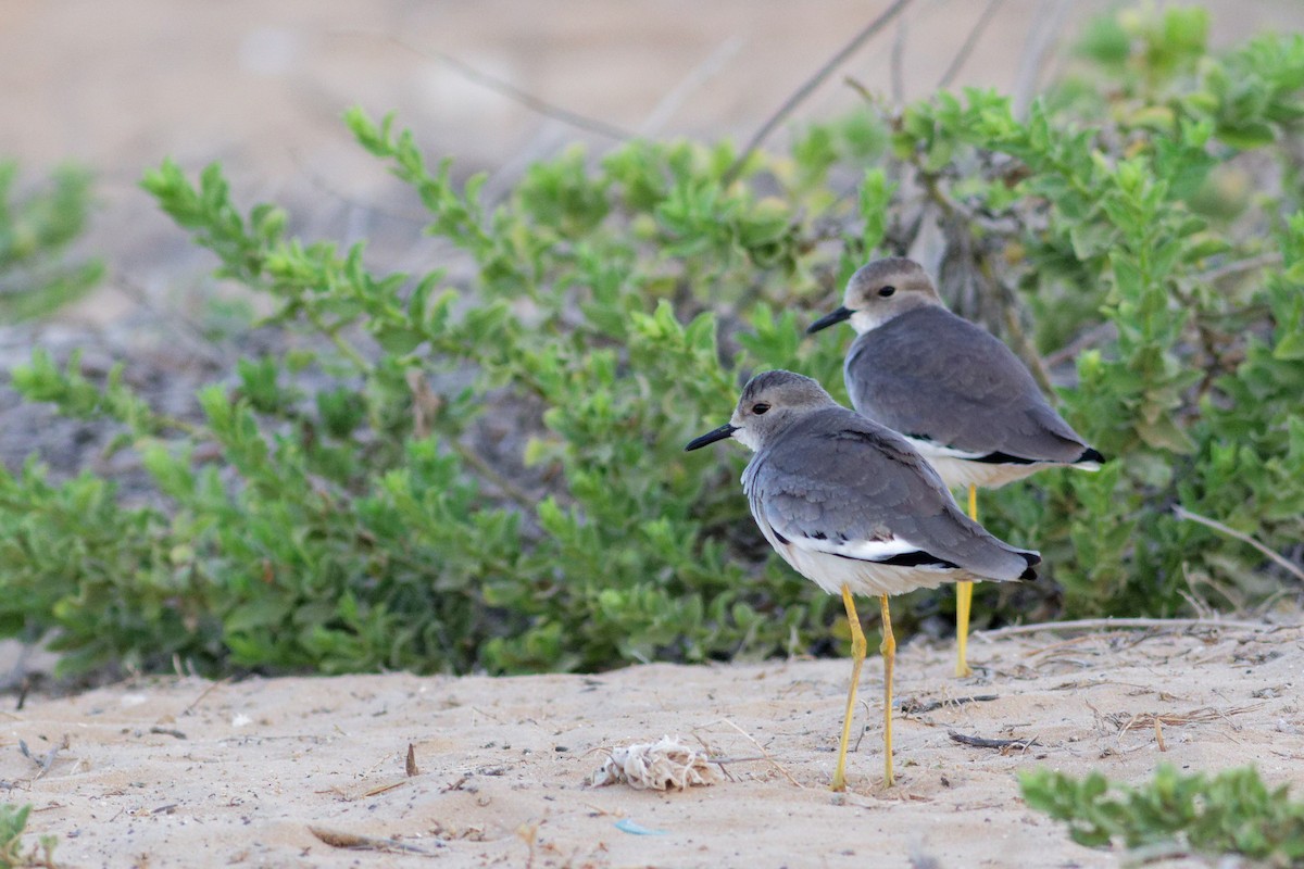 White-tailed Lapwing - ML642427478