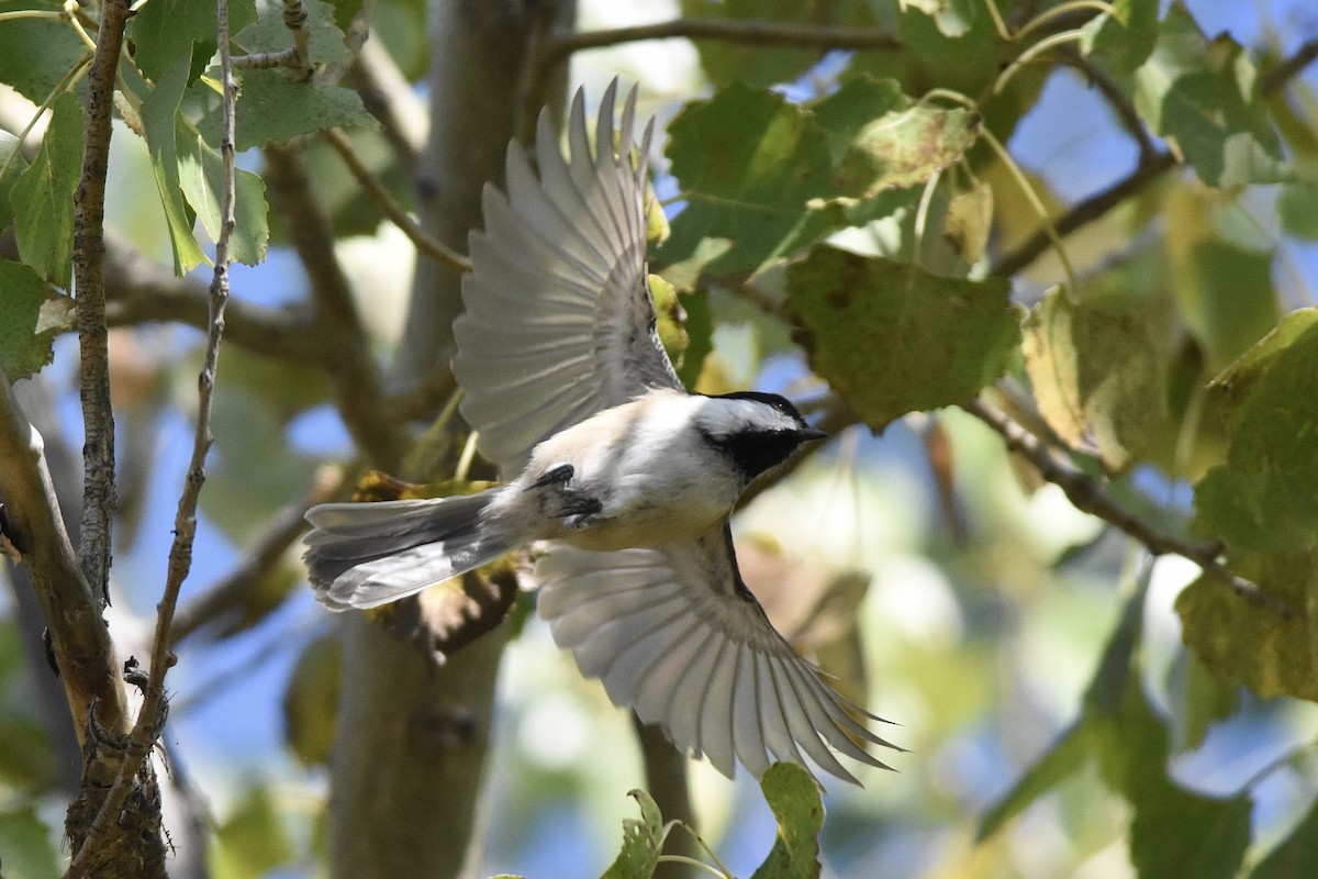 Black-capped Chickadee - ML642427479
